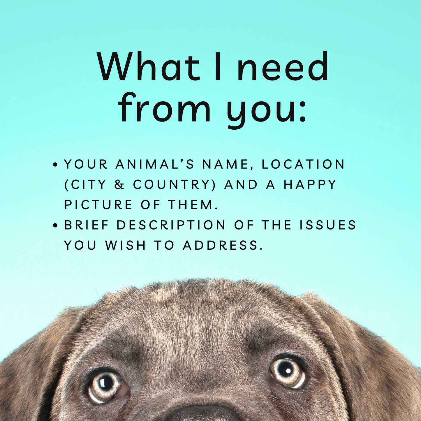 Distance Animal Reiki Healing, 30 min