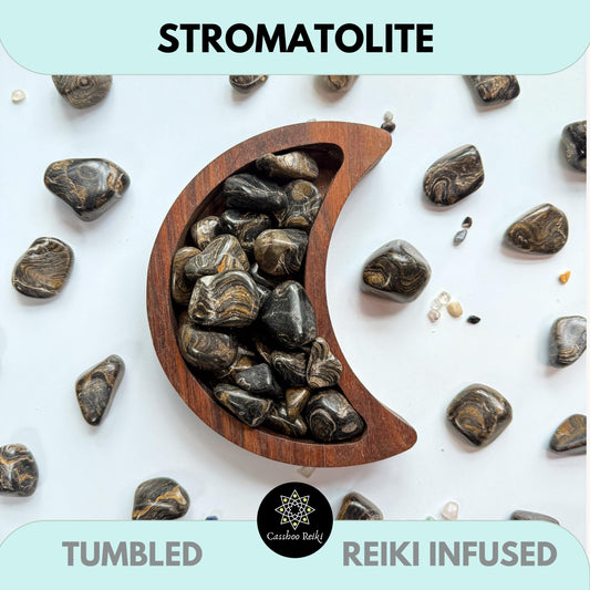 Fossilized Stromatolite, Tumbled | Capricorn Stone | Akashic Records Stone