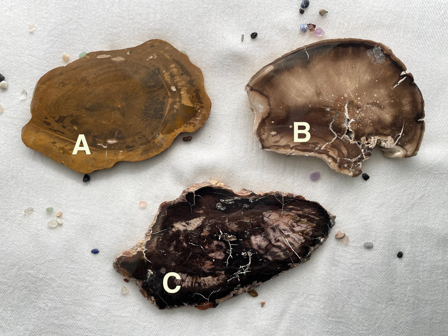 Petrified Wood Slab | Fossil Collector Item | Fossilized Wood Slab