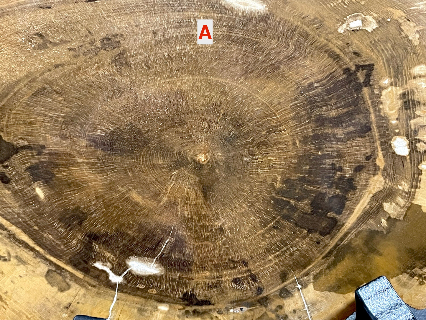 Petrified Wood Slab | Fossil Collector Item | Fossilized Wood Slab