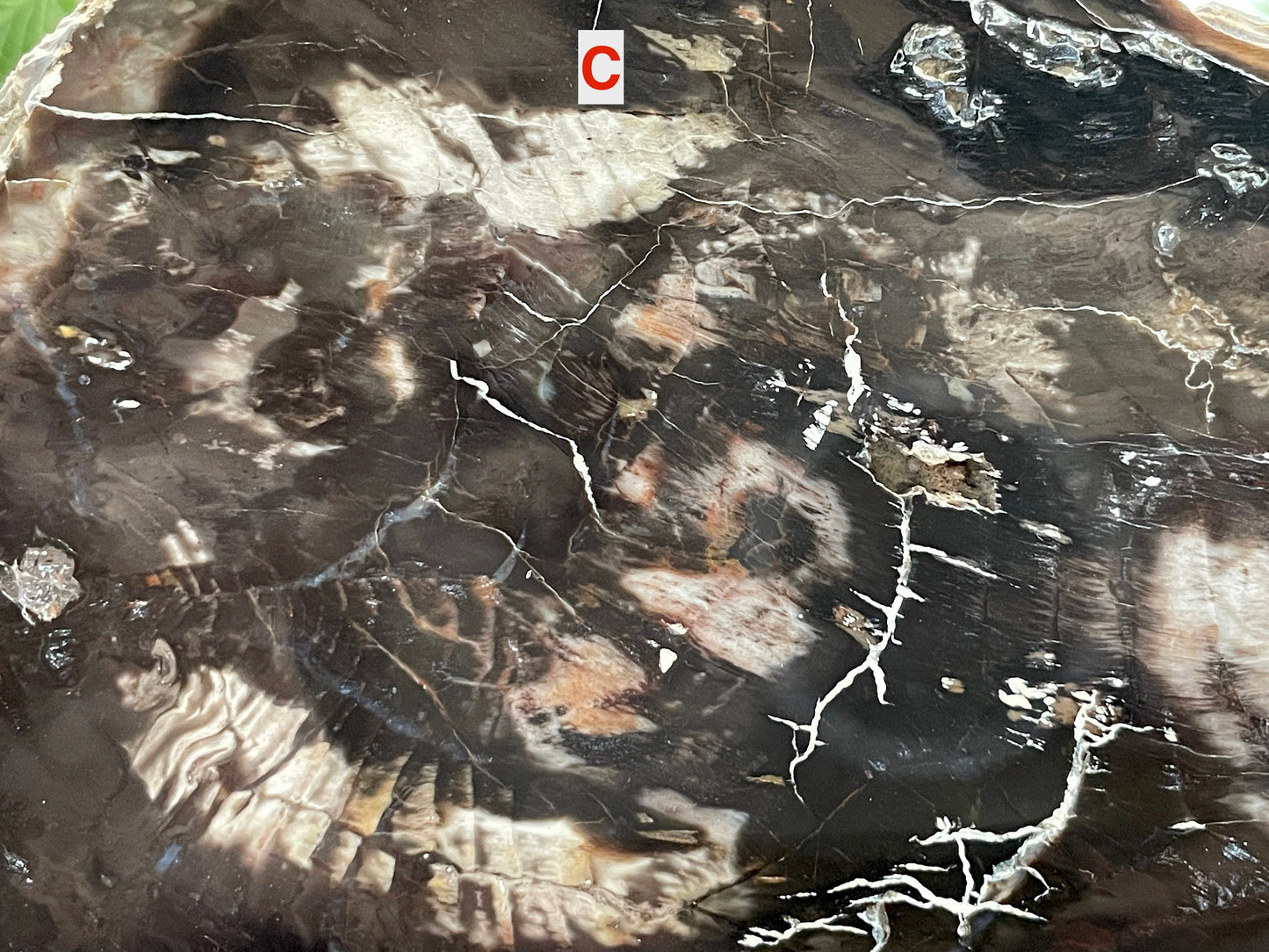 Petrified Wood Slab | Fossil Collector Item | Fossilized Wood Slab