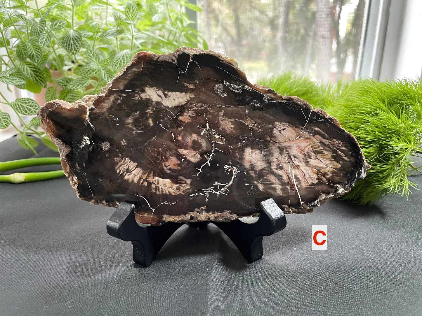 Petrified Wood Slab | Fossil Collector Item | Fossilized Wood Slab