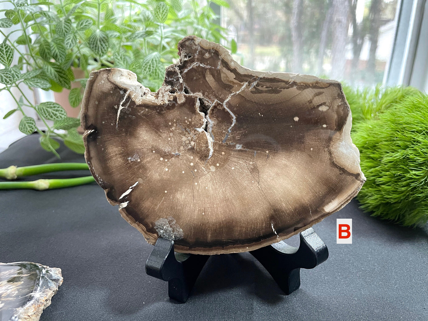 Petrified Wood Slab | Fossil Collector Item | Fossilized Wood Slab