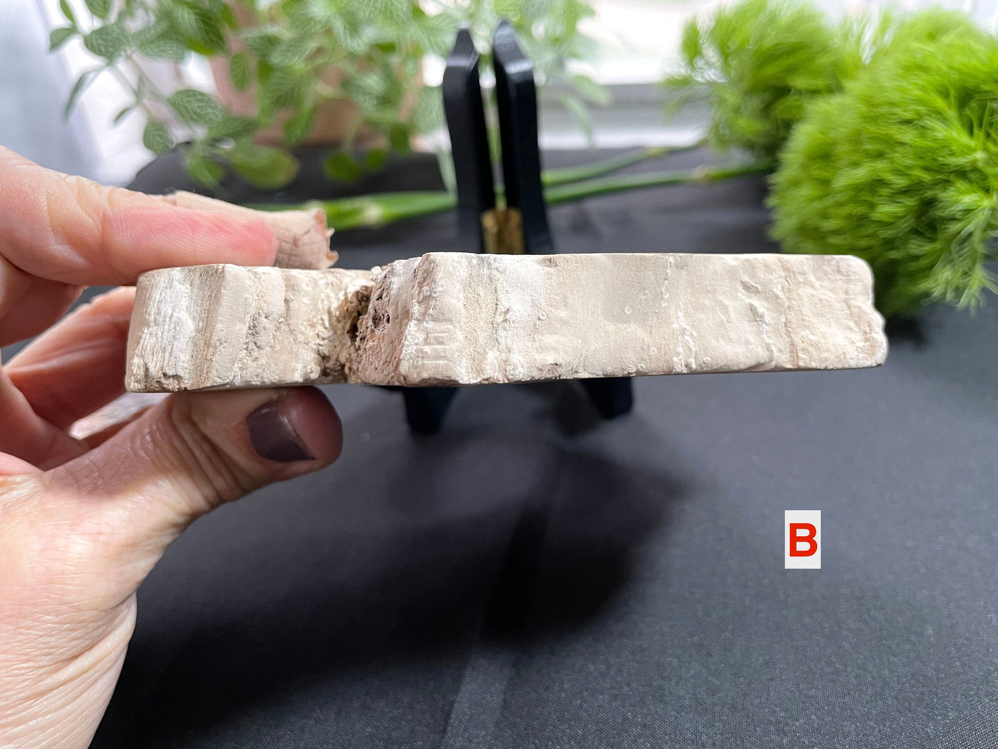 Petrified Wood Slab | Fossil Collector Item | Fossilized Wood Slab