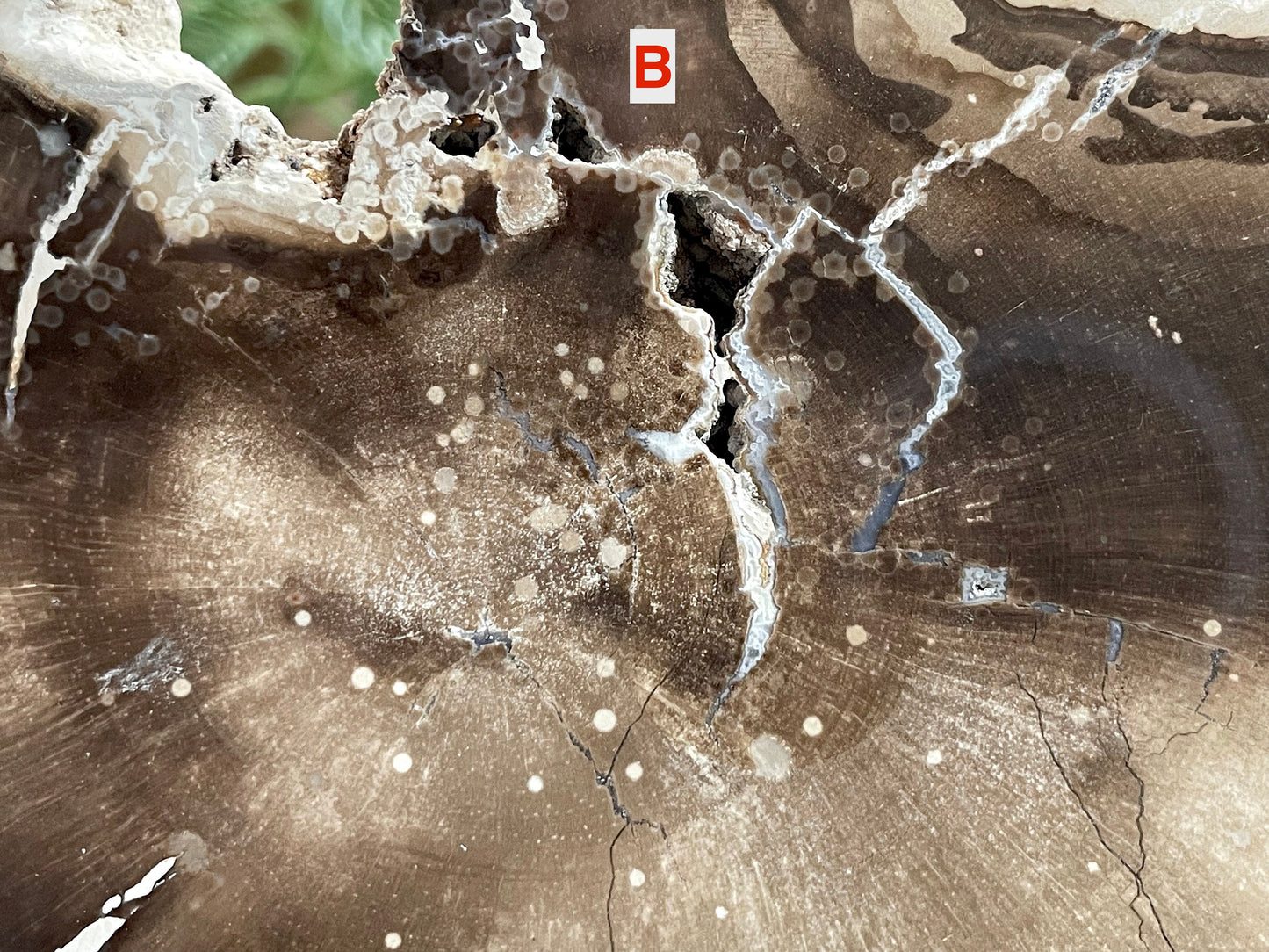 Petrified Wood Slab | Fossil Collector Item | Fossilized Wood Slab