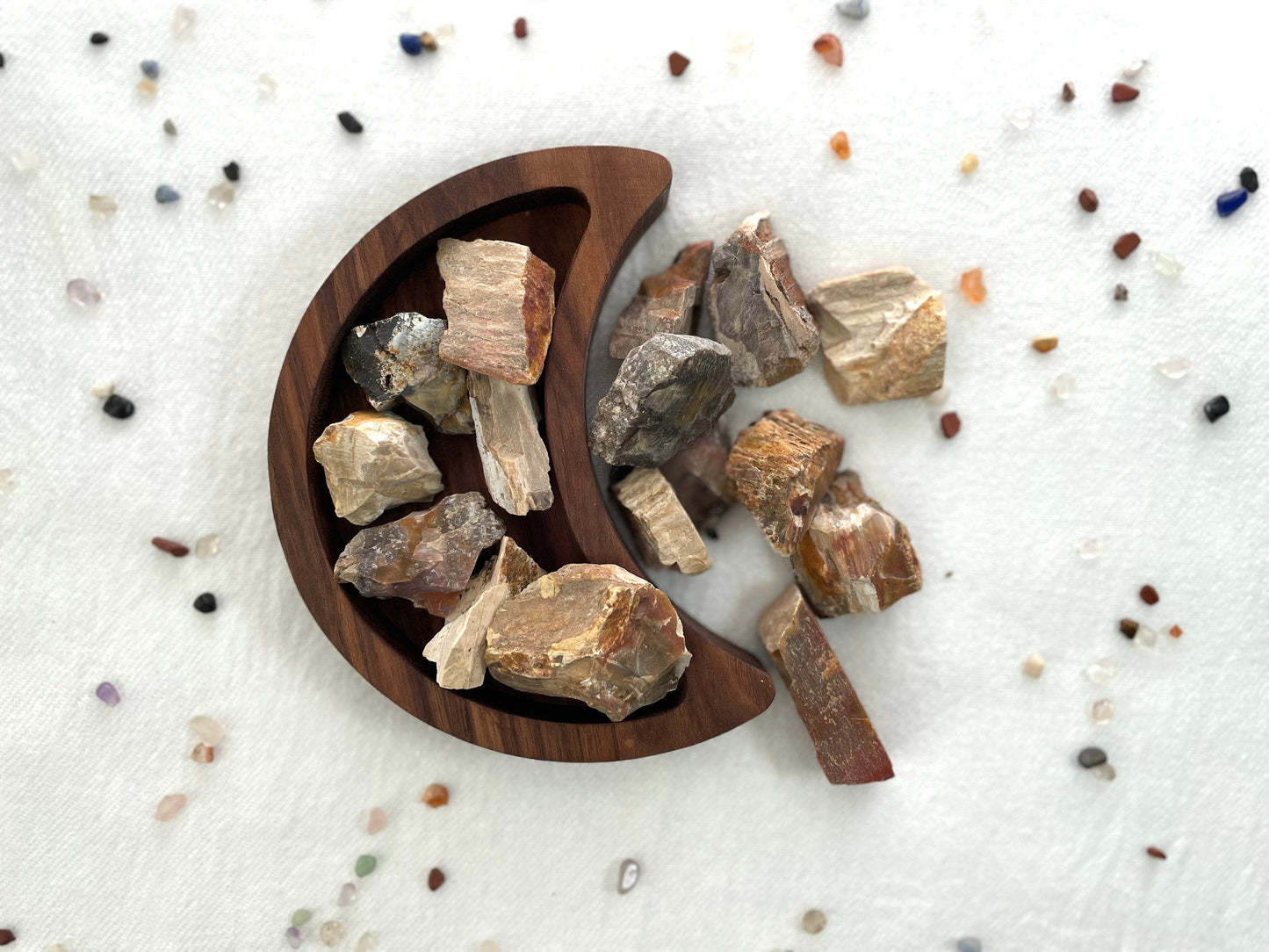 Natural Petrified Wood | Fossilized Wood | Root and Sacral Chakra Stone