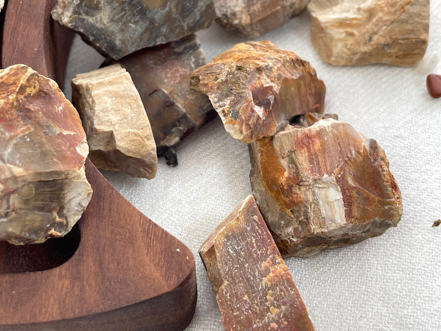 Natural Petrified Wood | Fossilized Wood | Root and Sacral Chakra Stone