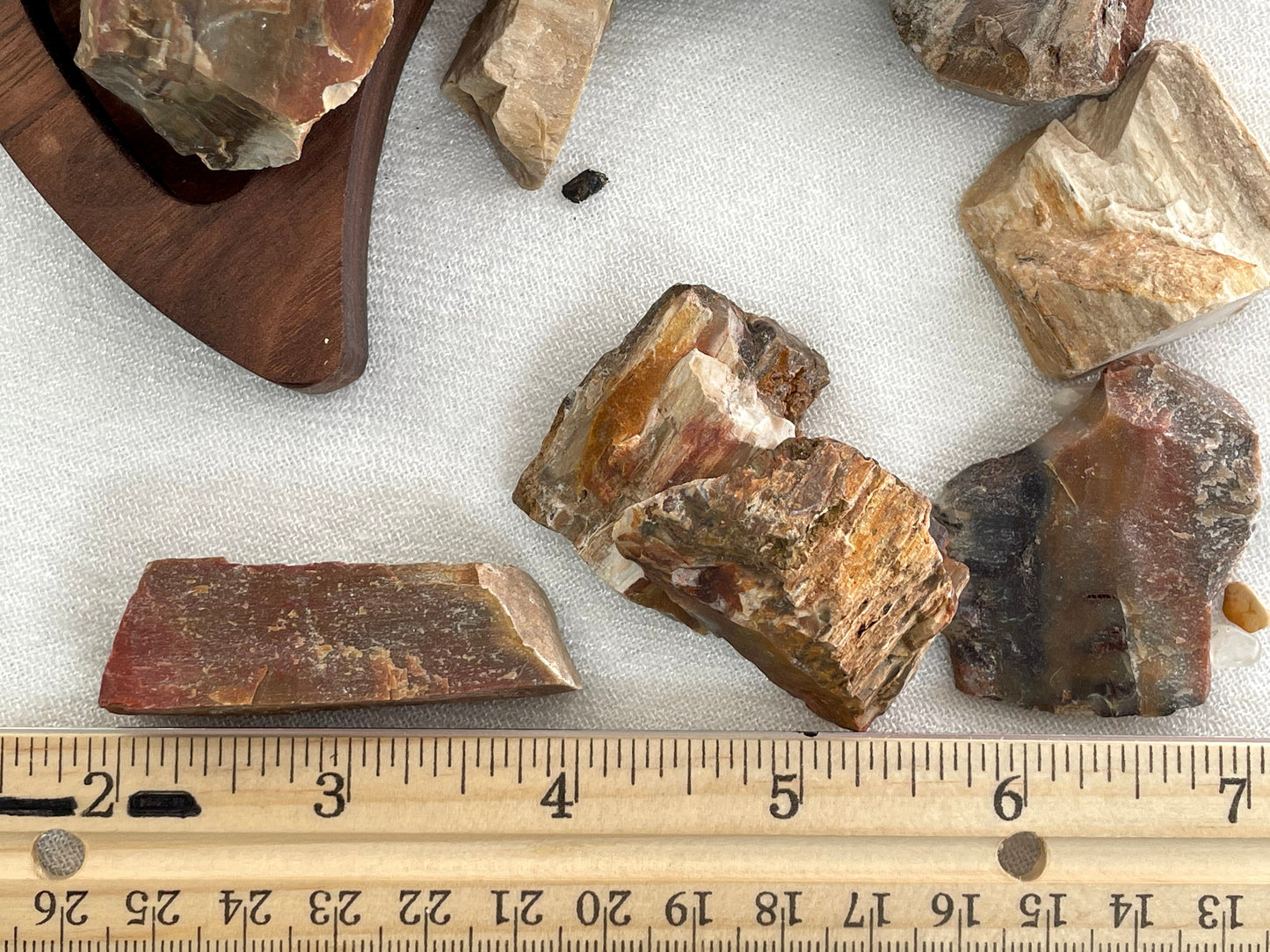 Natural Petrified Wood | Fossilized Wood | Root and Sacral Chakra Stone