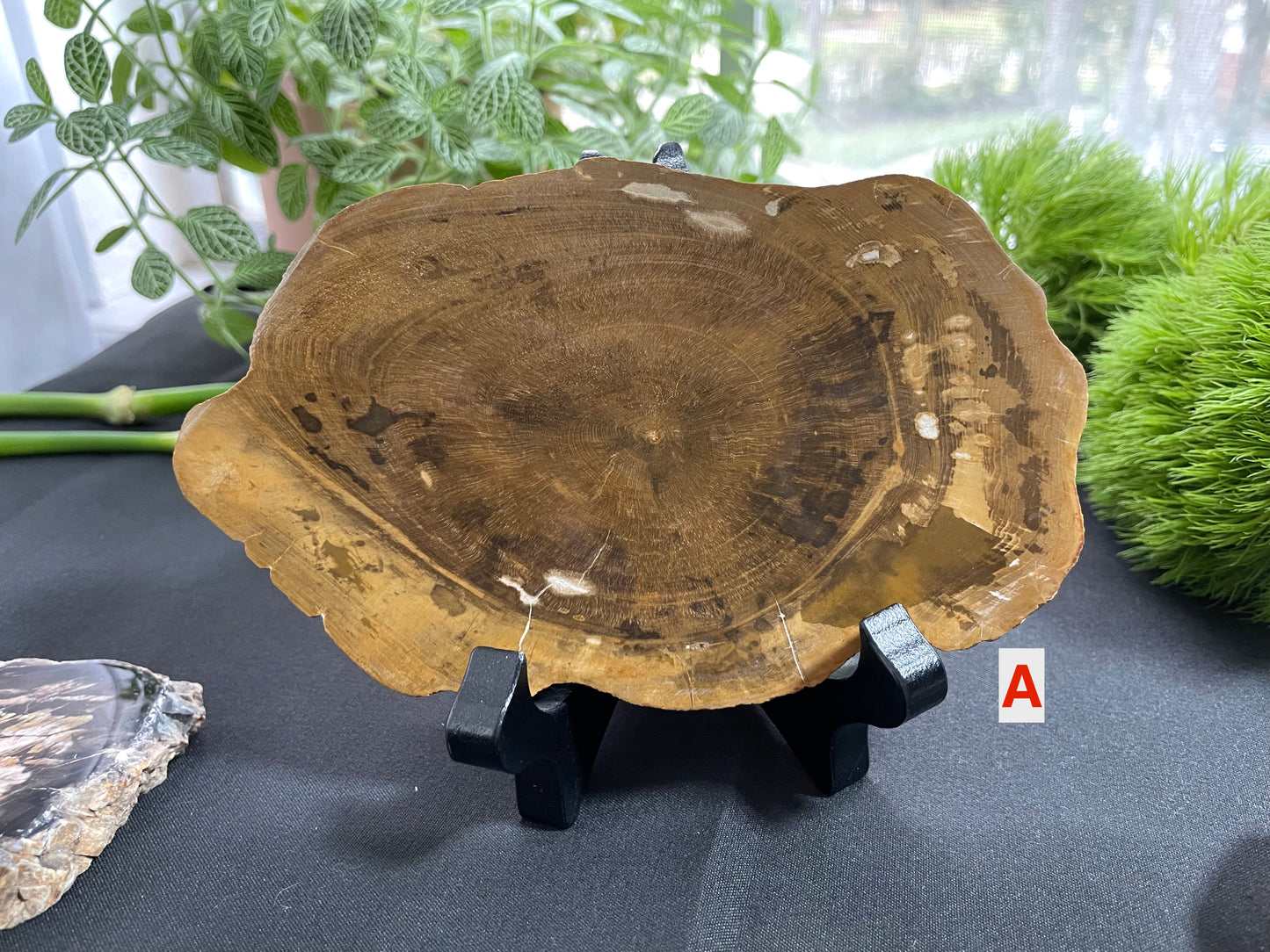 Petrified Wood Slab | Fossil Collector Item | Fossilized Wood Slab