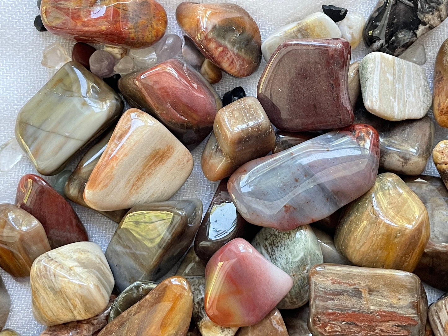 Tumbled Petrified Wood | Natural Petrified Wood | Fossilized Wood | Root and Sacral Chakra crystal