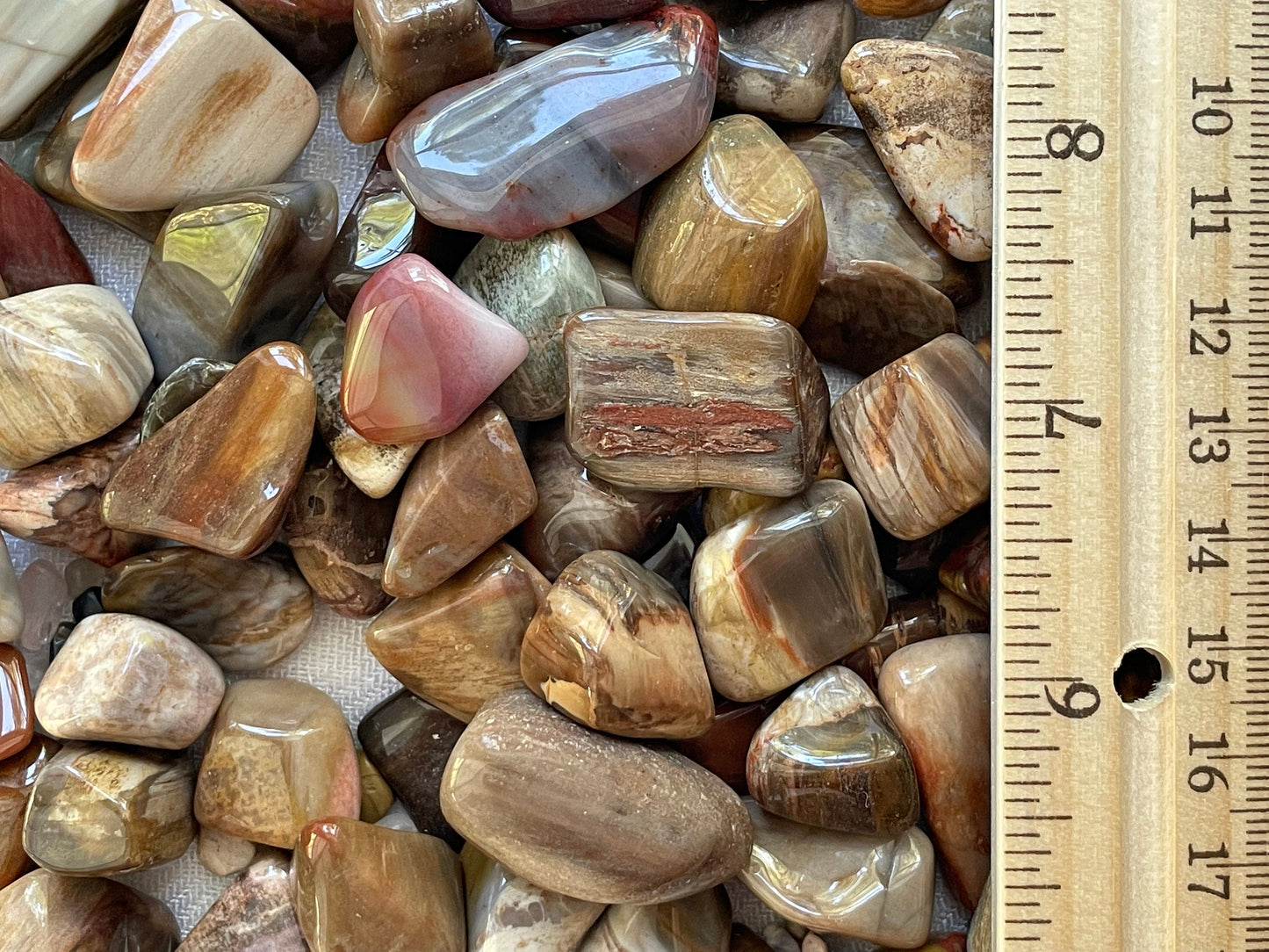 Tumbled Petrified Wood | Natural Petrified Wood | Fossilized Wood | Root and Sacral Chakra crystal