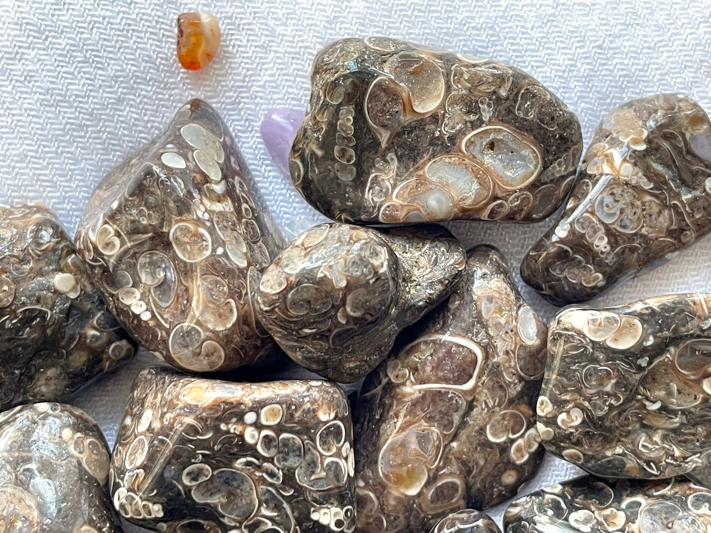 Turritella Agate, tumbled