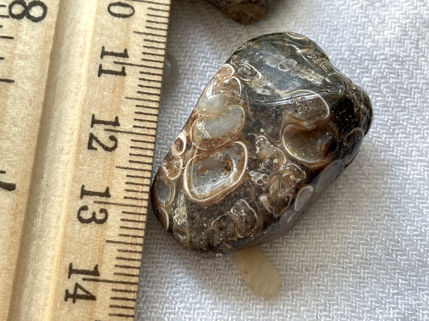 Turritella Agate, tumbled