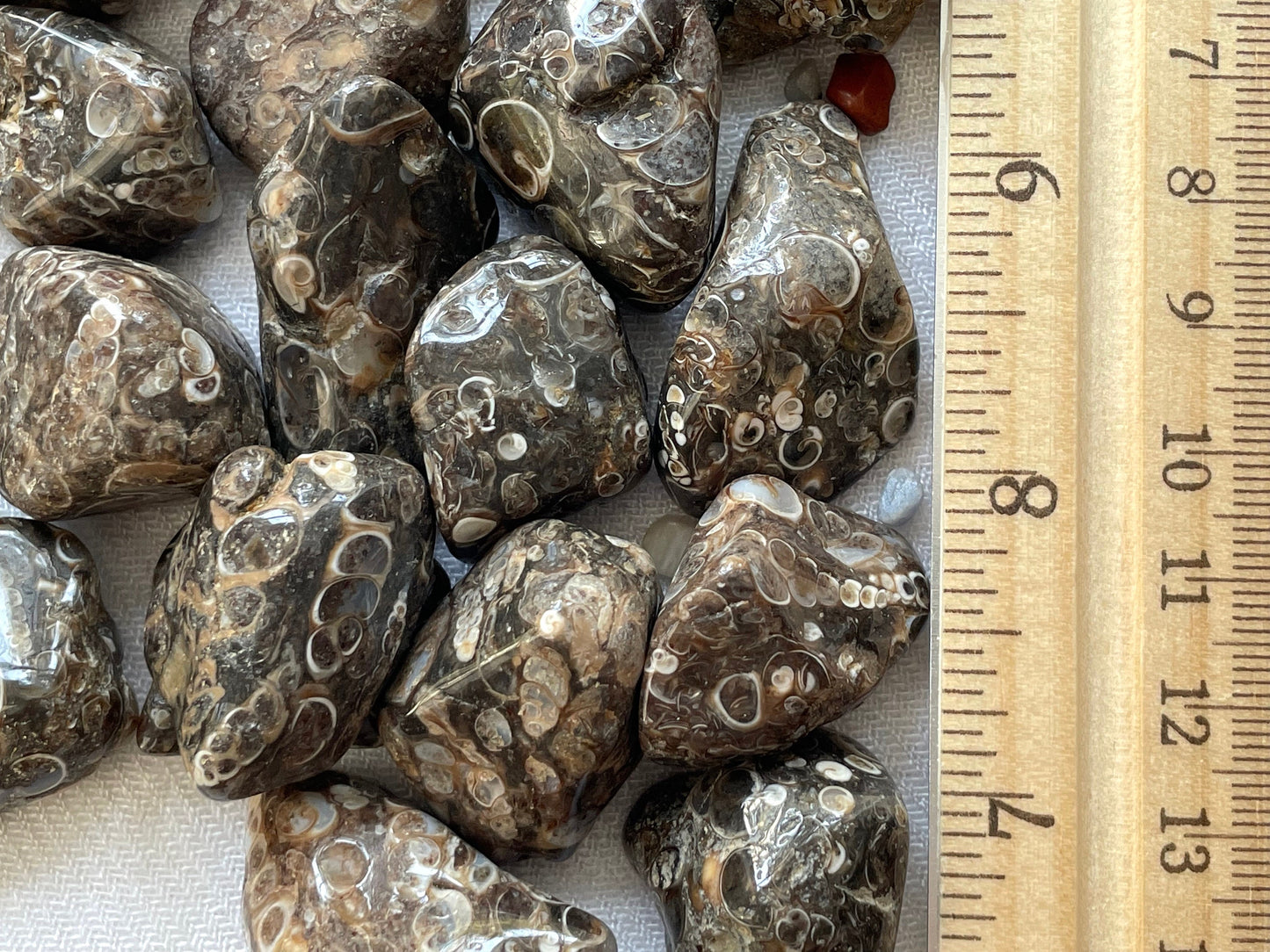 Turritella Agate, tumbled