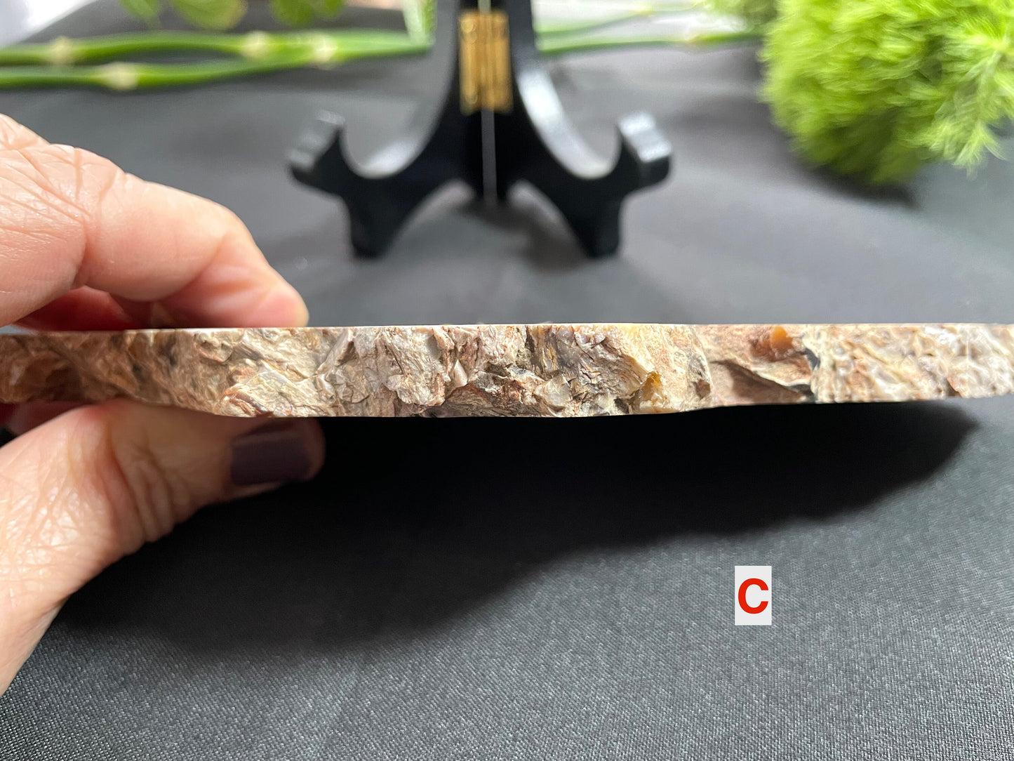 Petrified Wood Slab | Fossil Collector Item | Fossilized Wood Slab