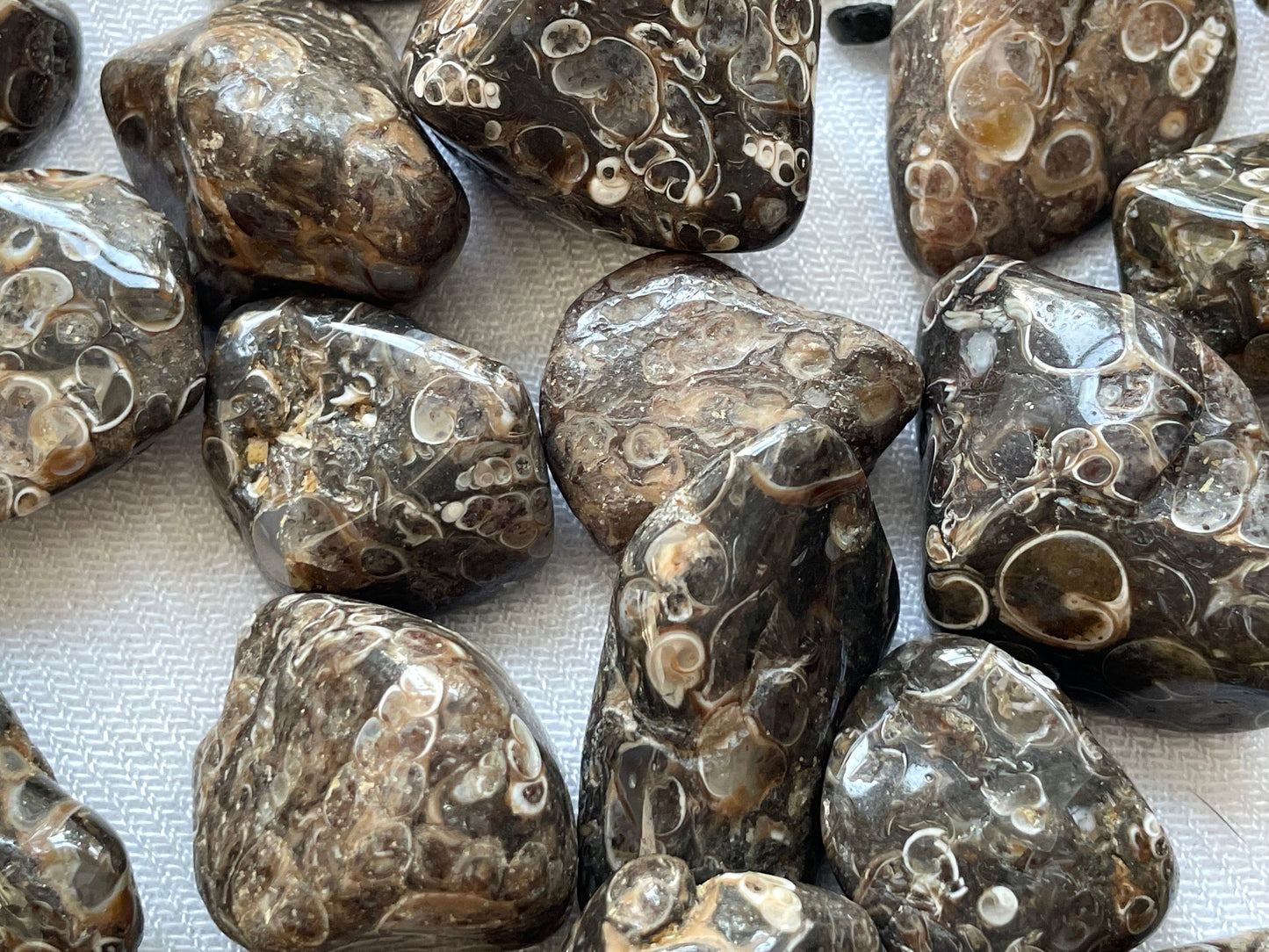 Turritella Agate, tumbled