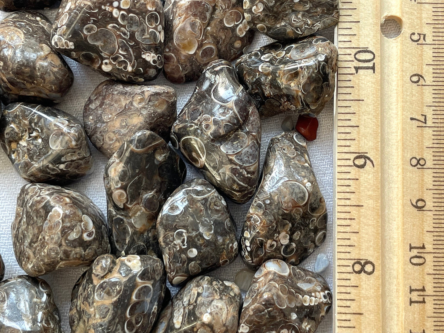 Turritella Agate, tumbled